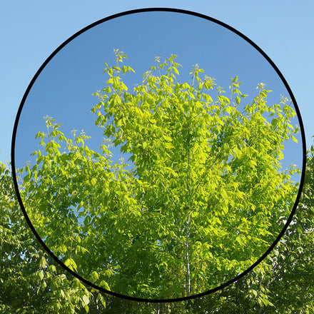 DHG Circular Polariser Filters